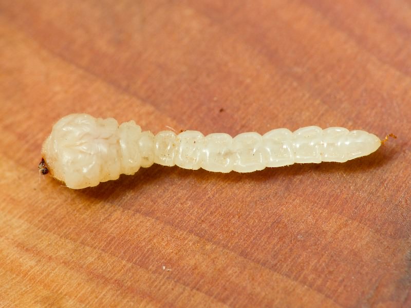 Anthaxia tuerki Ganglbauer, 1886